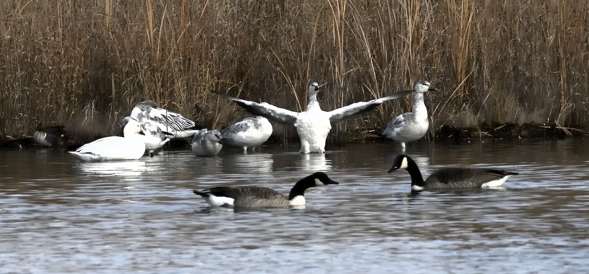 Snow Goose - ML646219546