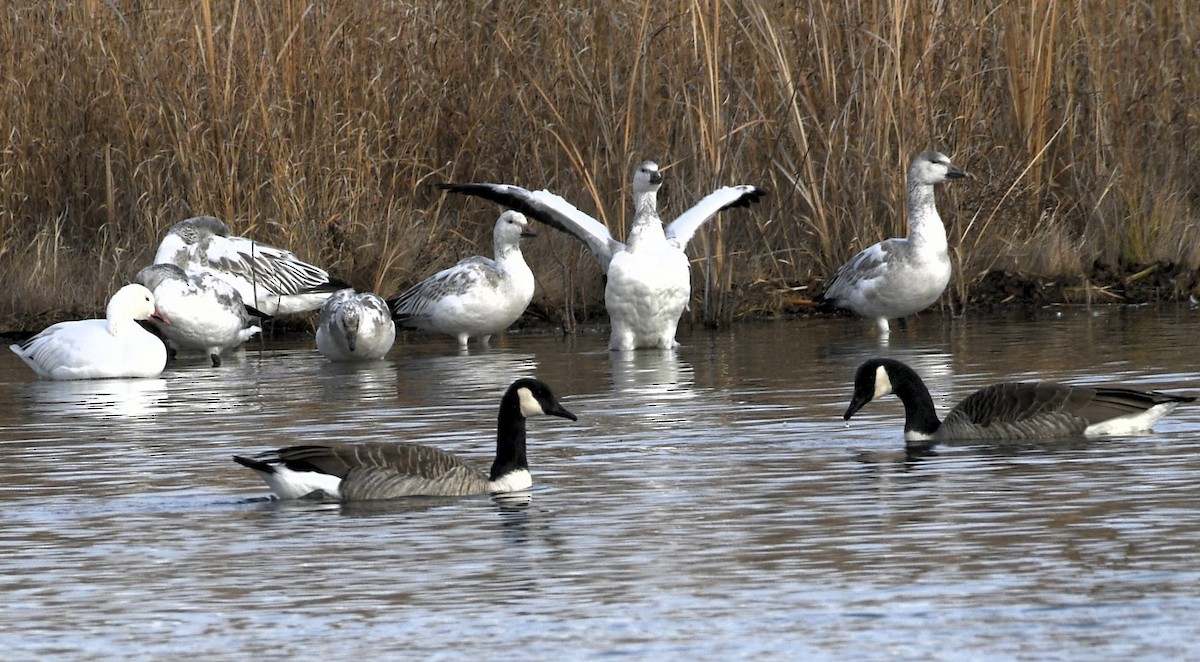 Snow Goose - ML646219550