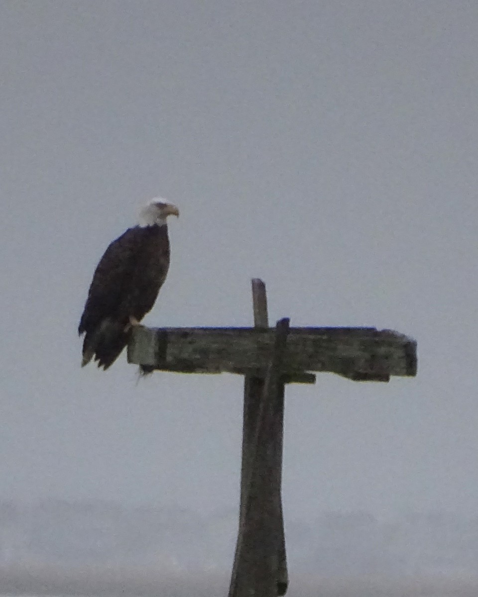 Pygargue à tête blanche - ML646219552