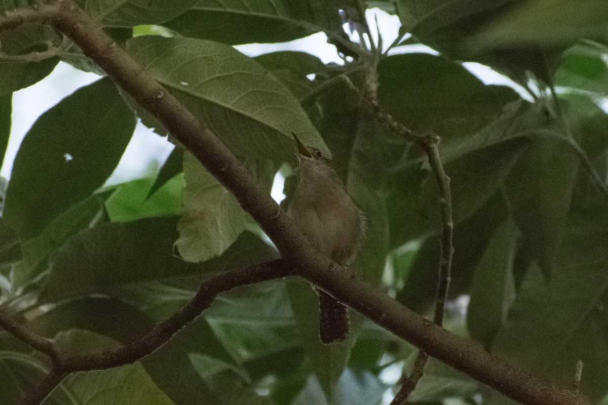 Southern House Wren - ML646219553