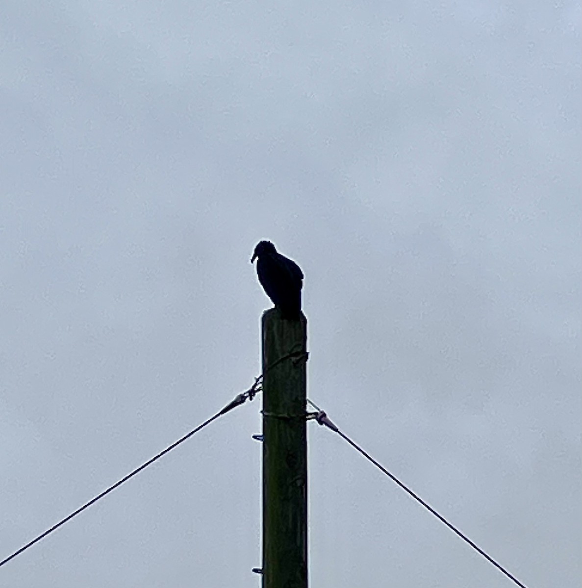 Black Vulture - ML646219554