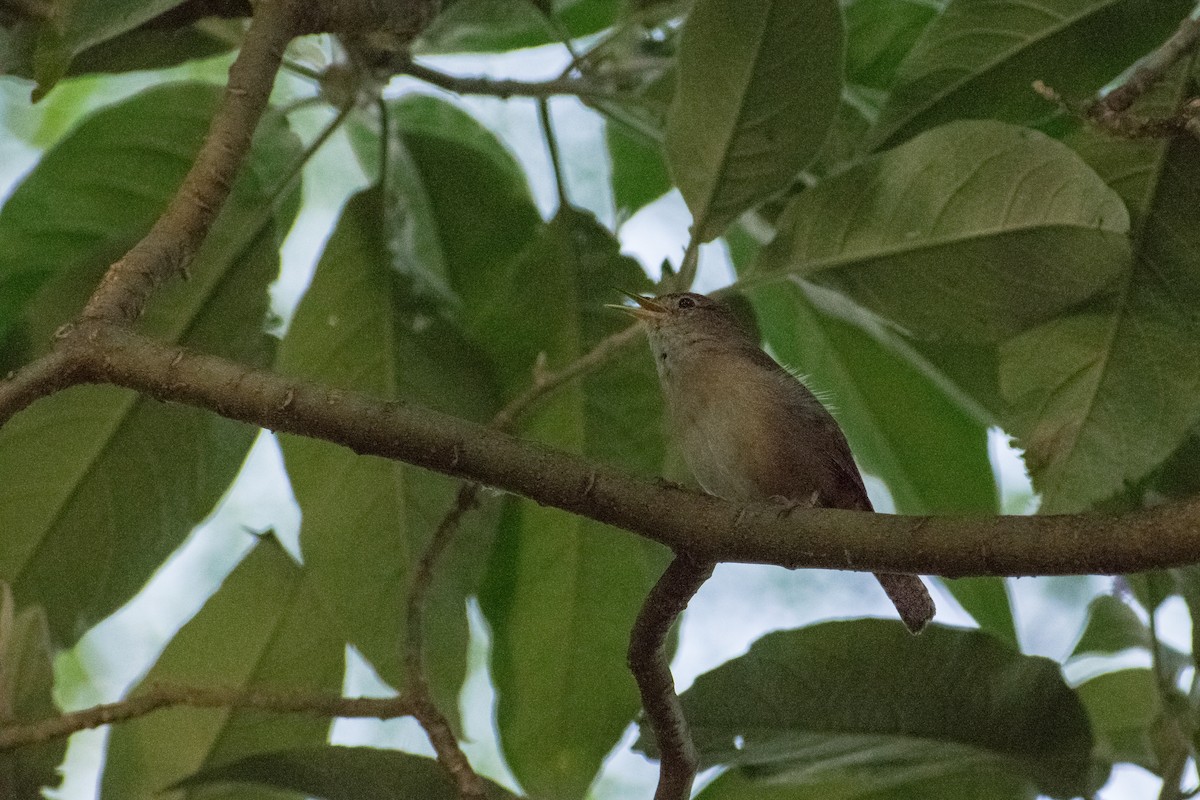 Southern House Wren - ML646219555