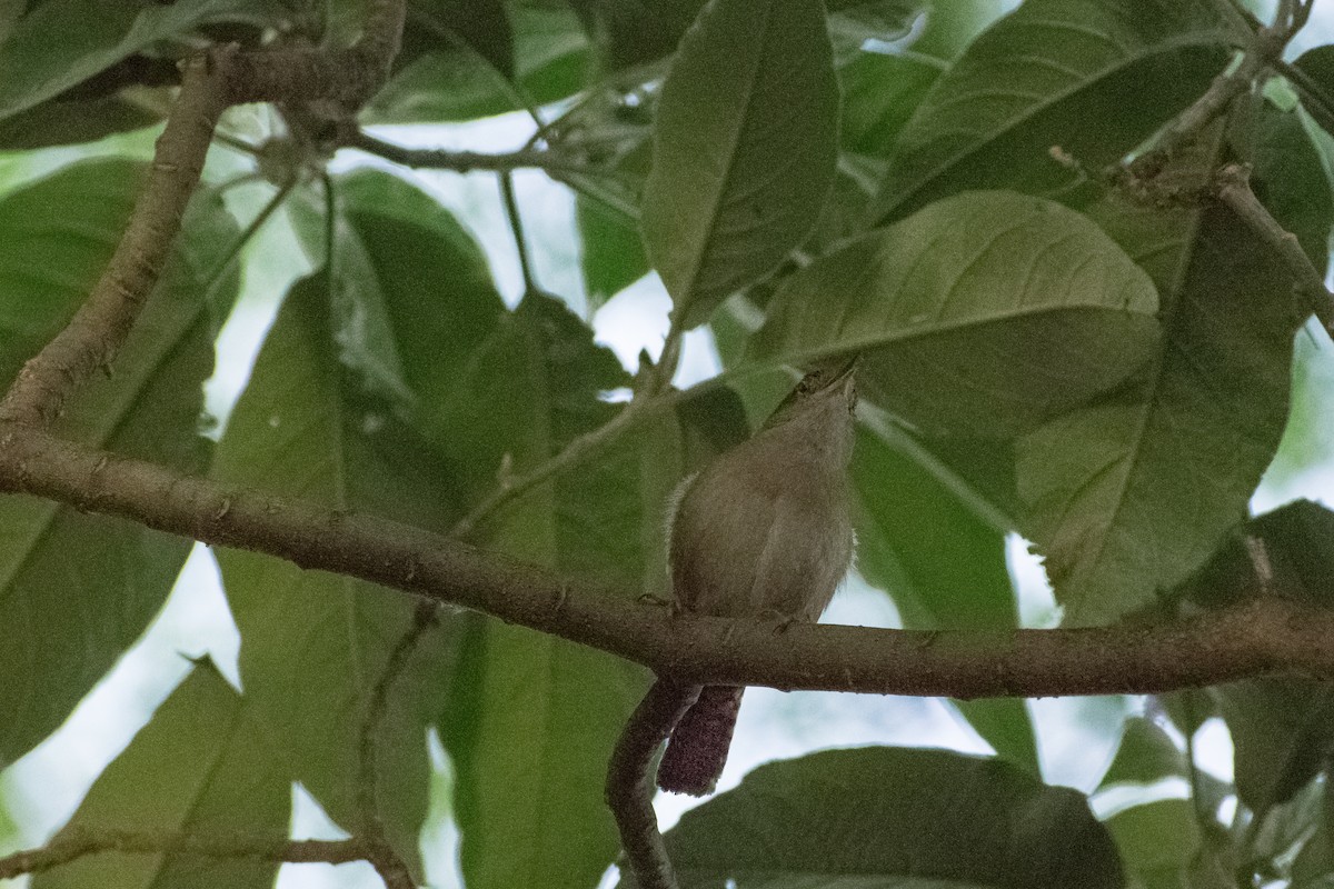 Southern House Wren - ML646219556