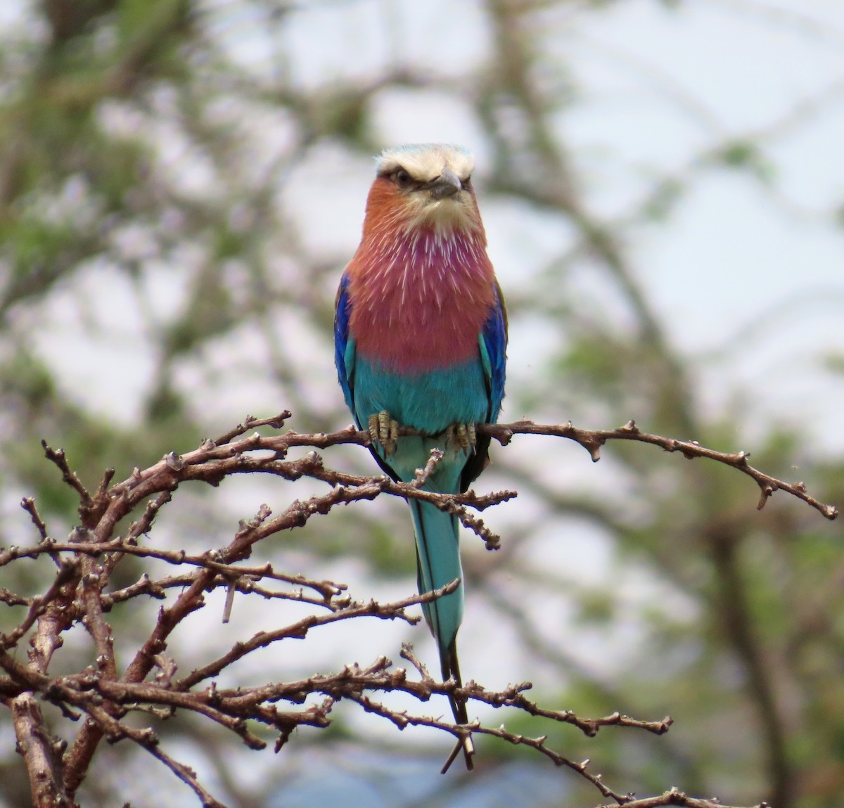 Lilac-breasted Roller - ML646219560