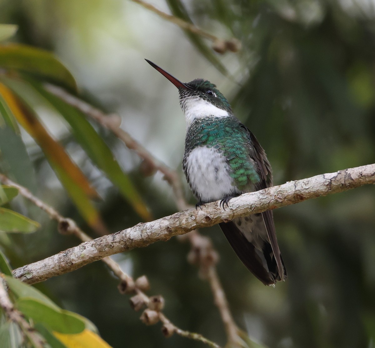 White-throated Hummingbird - ML646219561