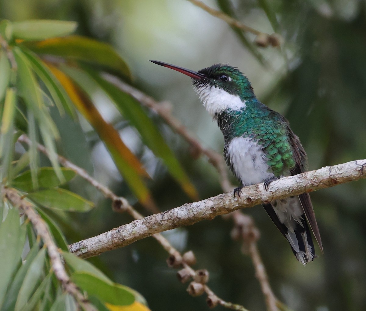 White-throated Hummingbird - ML646219562