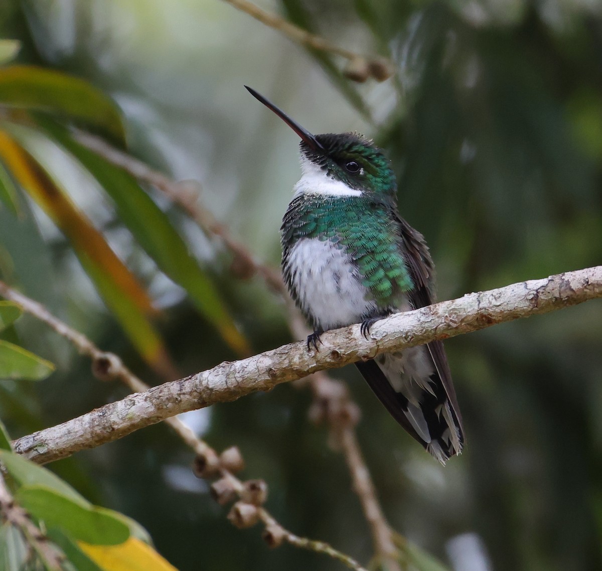 White-throated Hummingbird - ML646219563