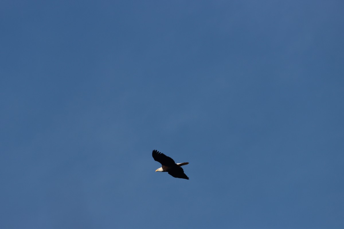 Pygargue à tête blanche - ML646219566