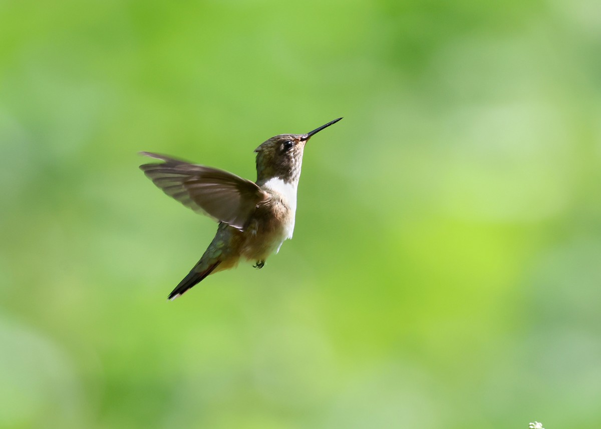 Volcano Hummingbird - ML646219569