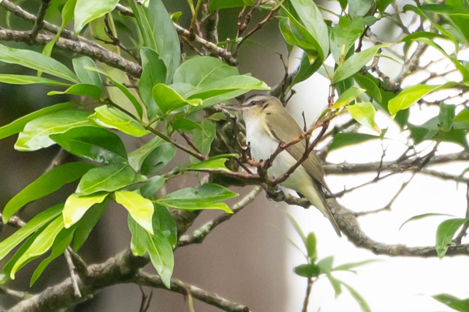 Kızıl Gözlü Vireo - ML646219572