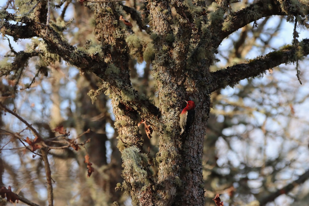 Red-breasted Sapsucker - ML646219575