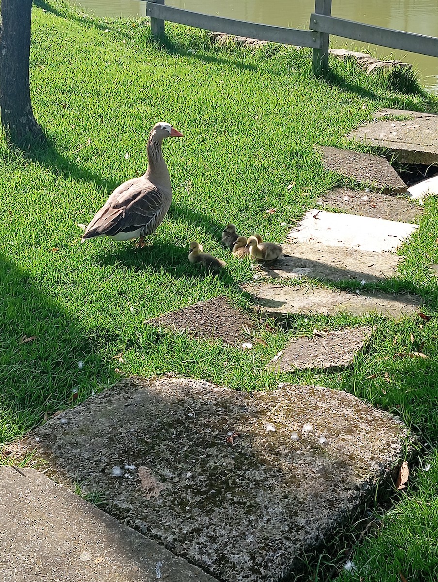 husa velká (domestikovaná) - ML646219580