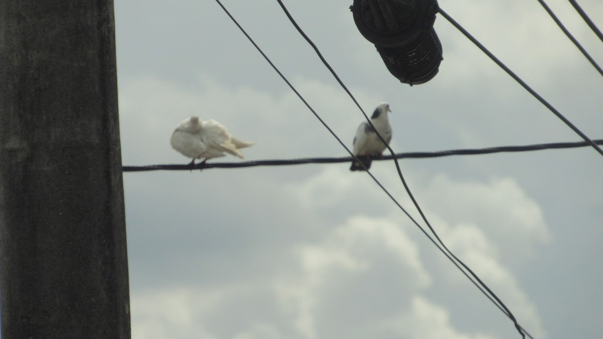 Rock Pigeon (Feral Pigeon) - ML646219583