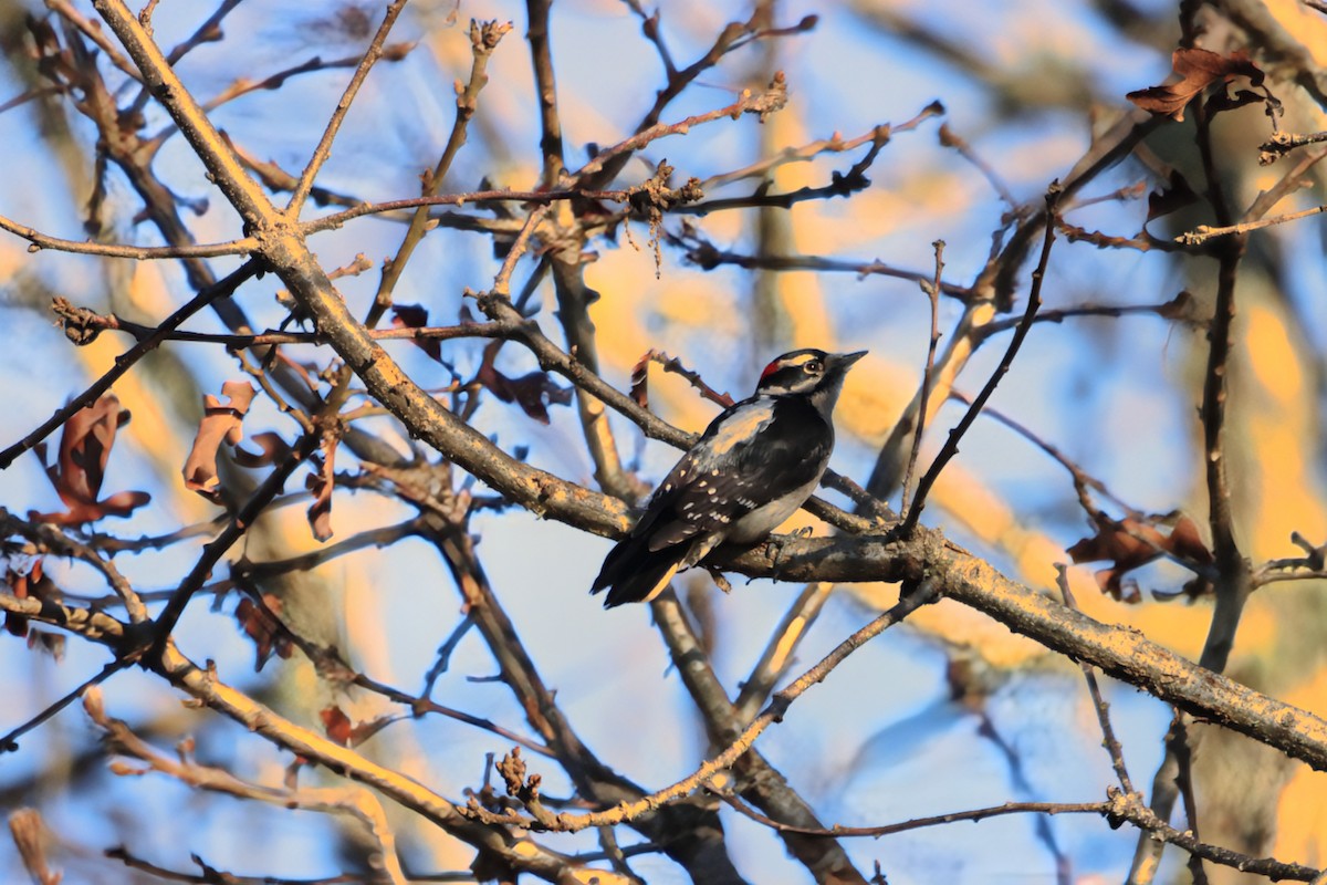 Downy Woodpecker - ML646219584