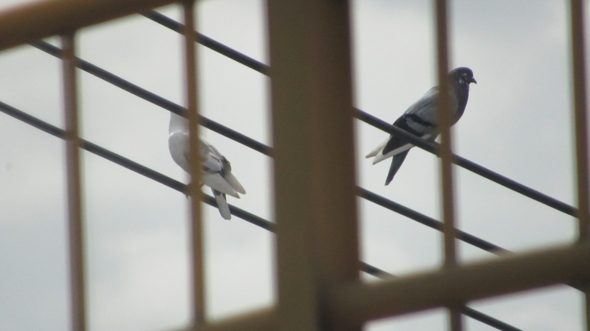 Rock Pigeon (Feral Pigeon) - ML646219586