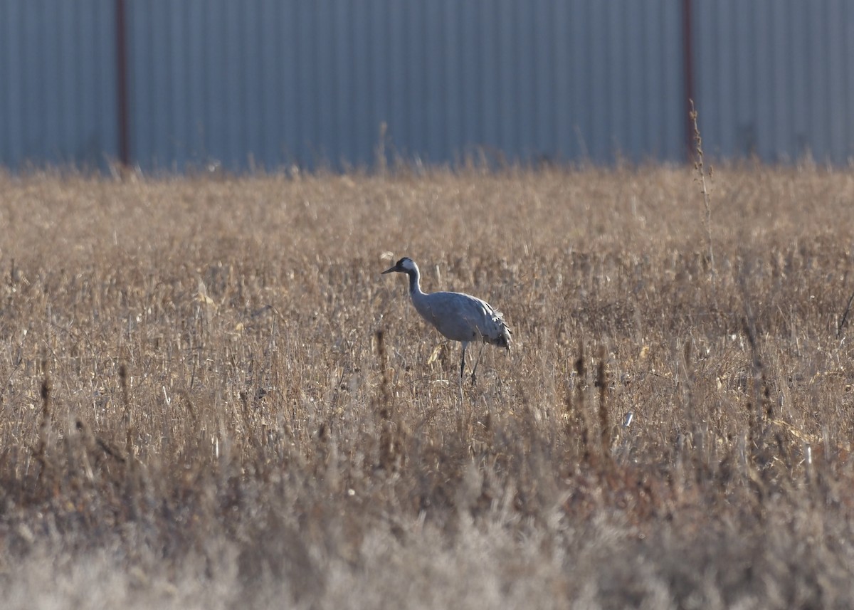 Common Crane - ML646219589
