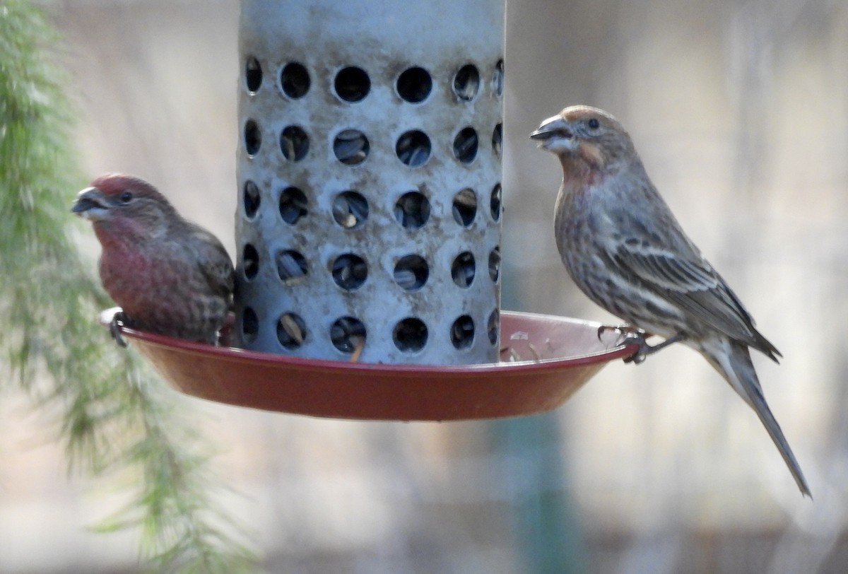 House Finch - ML646219590