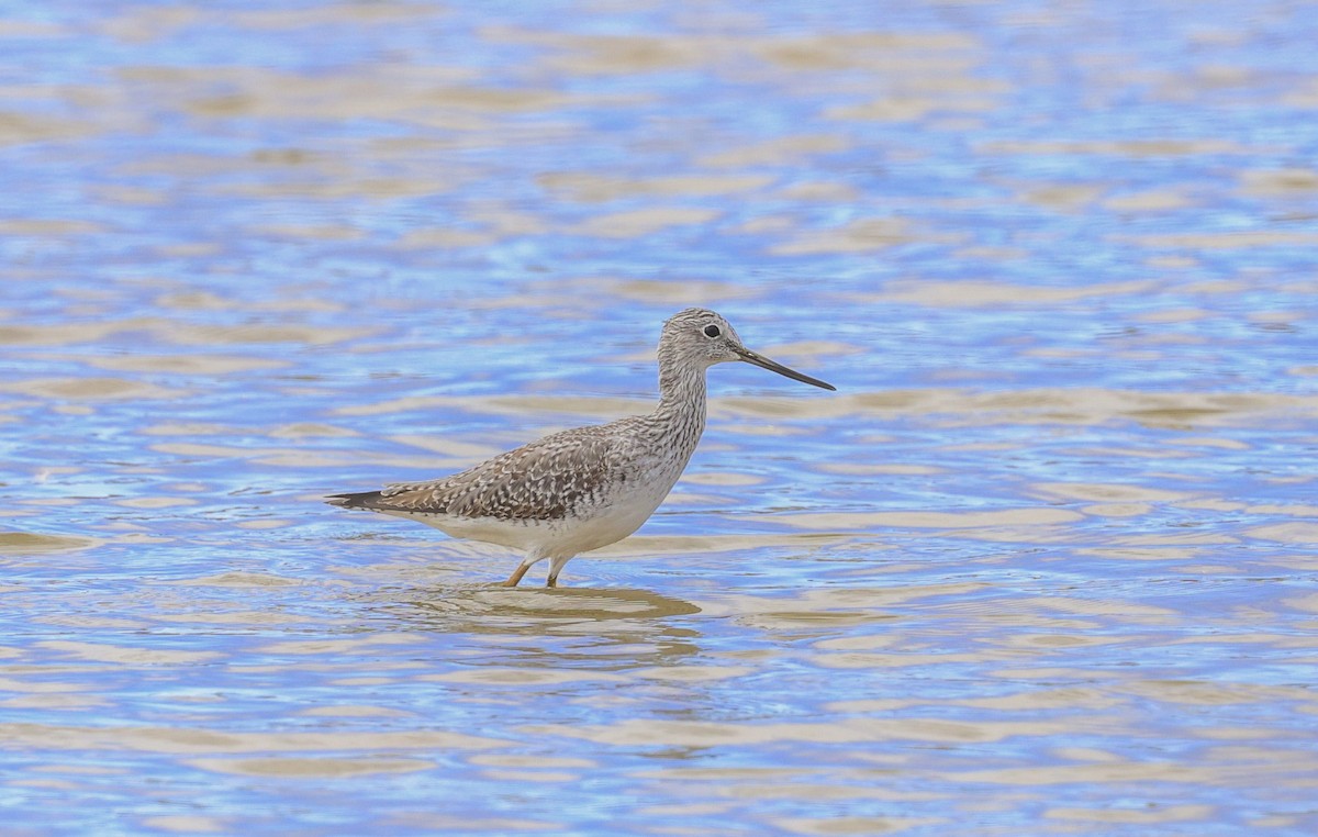 Grand Chevalier - ML646219591