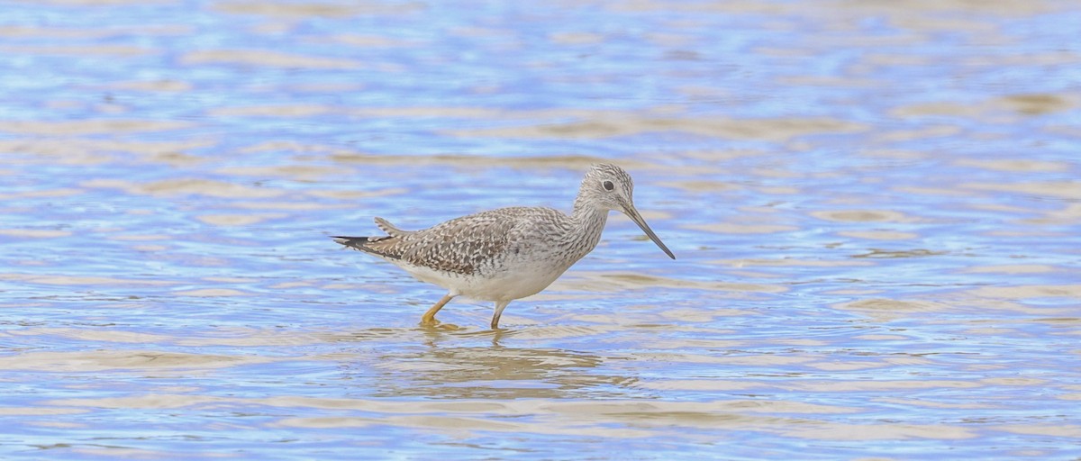 Grand Chevalier - ML646219592