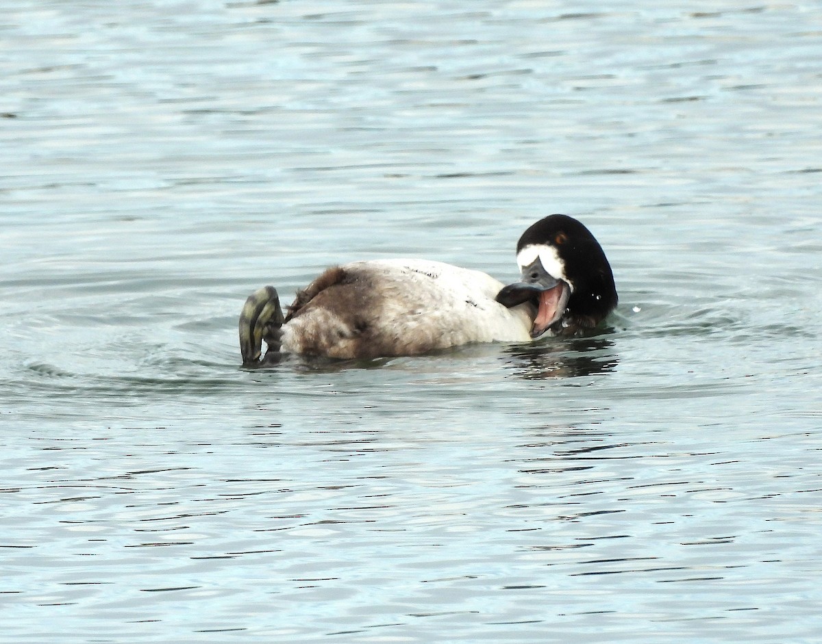 Lesser Scaup - ML646219594