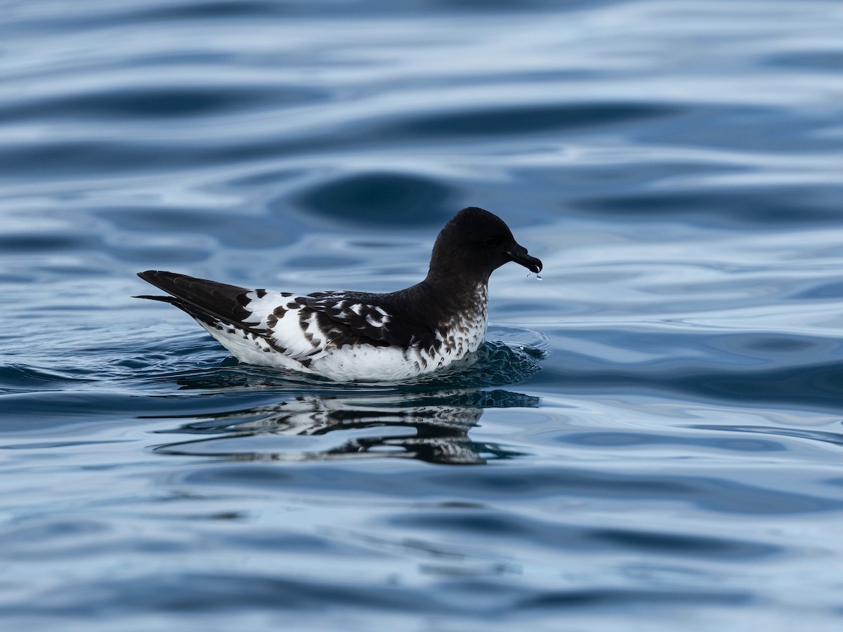 flekkpetrell (australe) - ML646219596