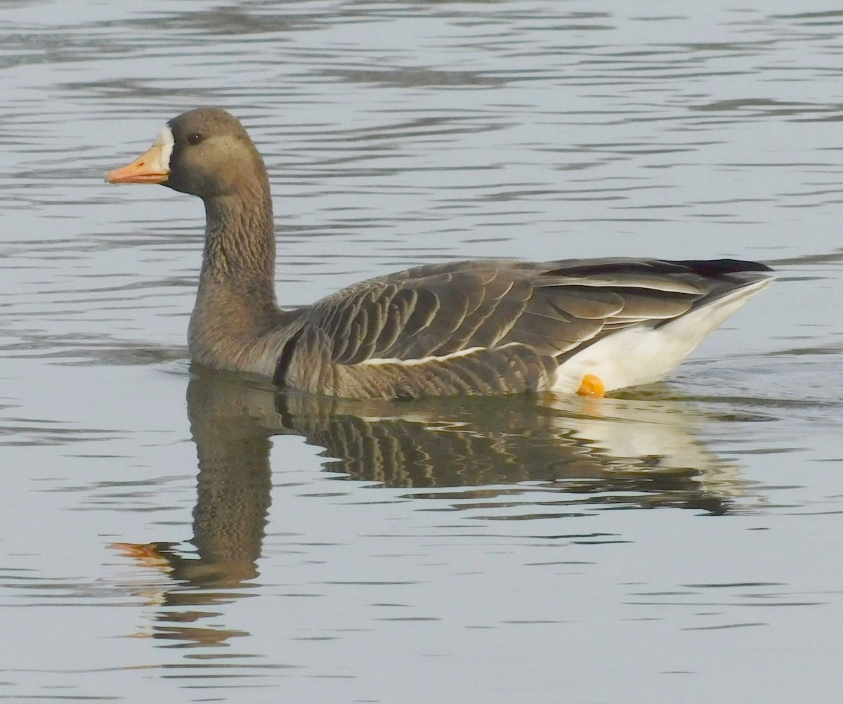 Greater White-fronted Goose - ML646219599