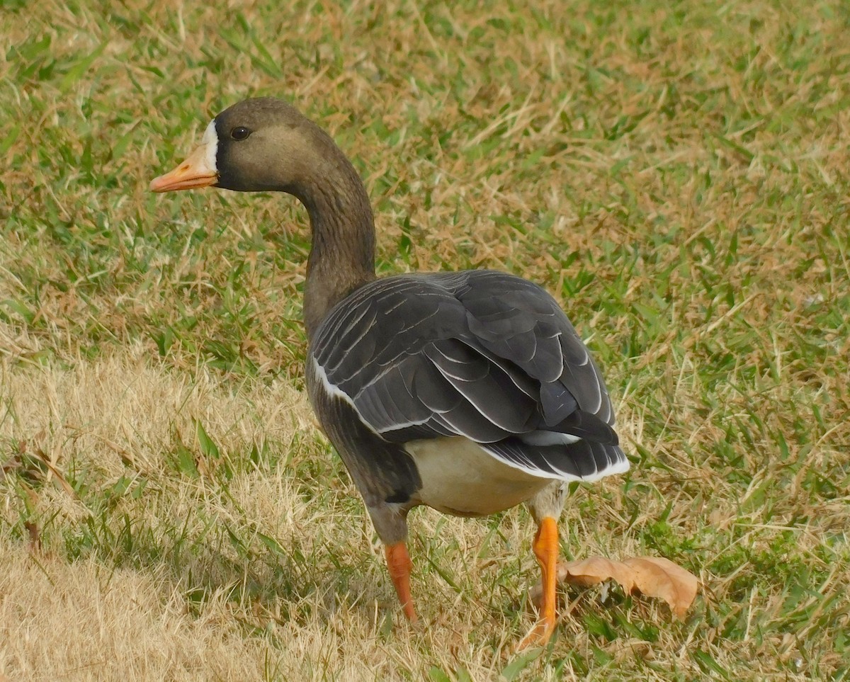 Greater White-fronted Goose - ML646219600