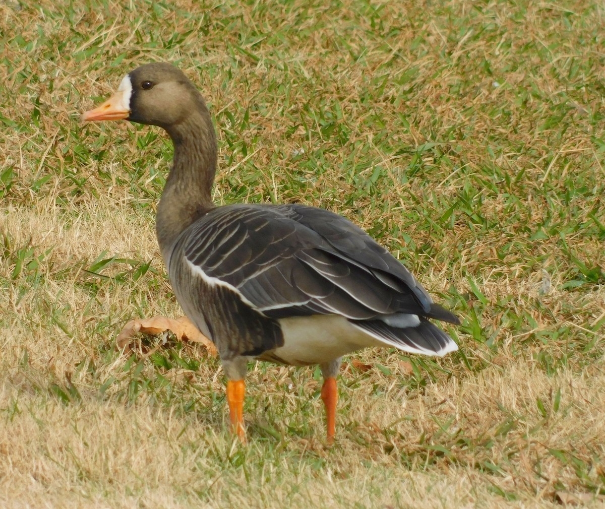 Greater White-fronted Goose - ML646219601