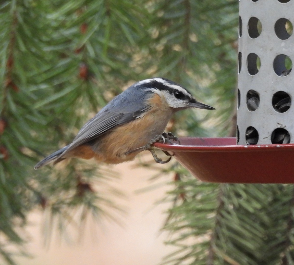 Red-breasted Nuthatch - ML646219602