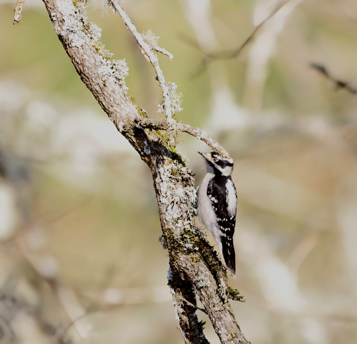 Downy Woodpecker - ML646219604