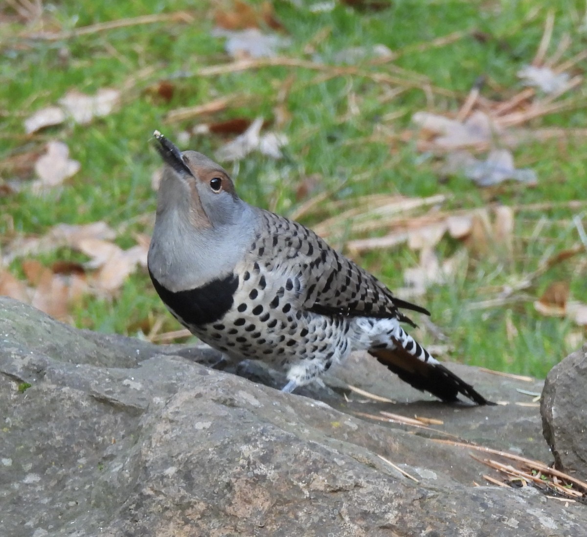 Northern Flicker - ML646219607