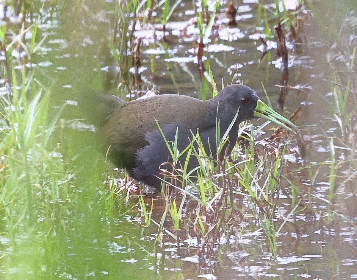 askerikse - ML646219608