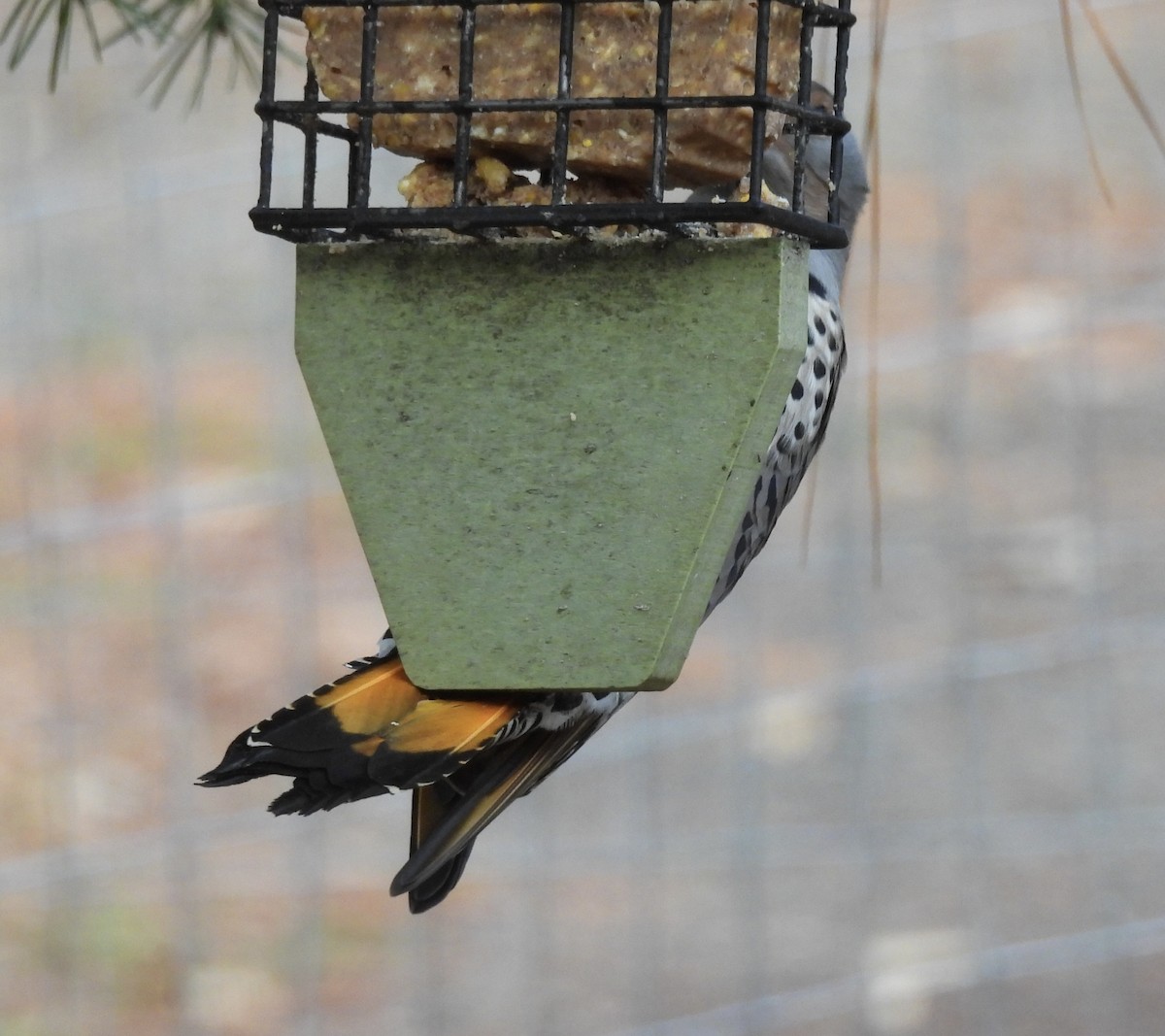 Northern Flicker - ML646219610