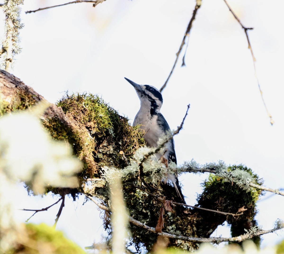 Hairy Woodpecker - ML646219615