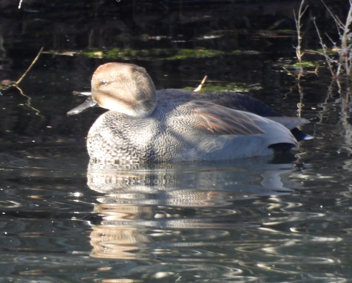 Нерозень - ML646219619