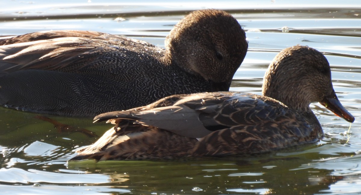 Нерозень - ML646219620