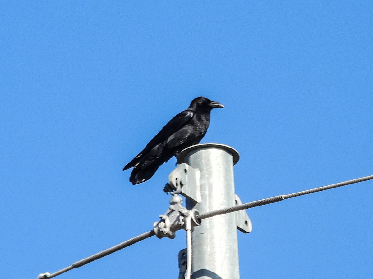 Chihuahuan Raven - ML646219622