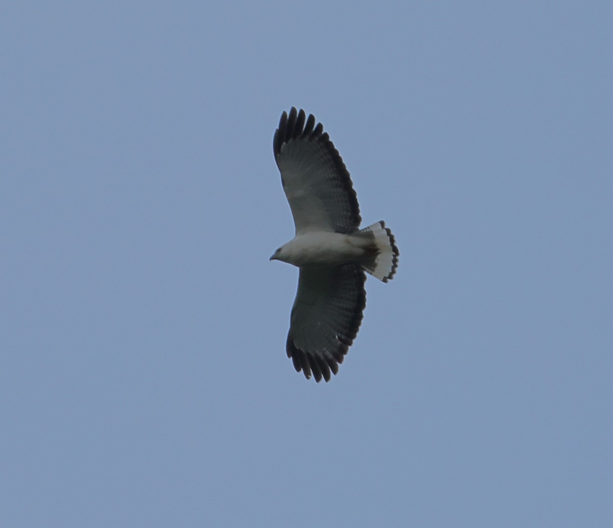 White-necked Hawk - ML646219641
