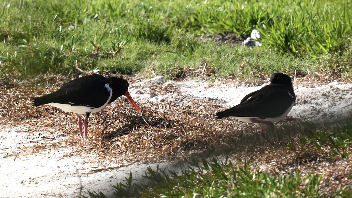 Pied Oystercatcher - ML646219645