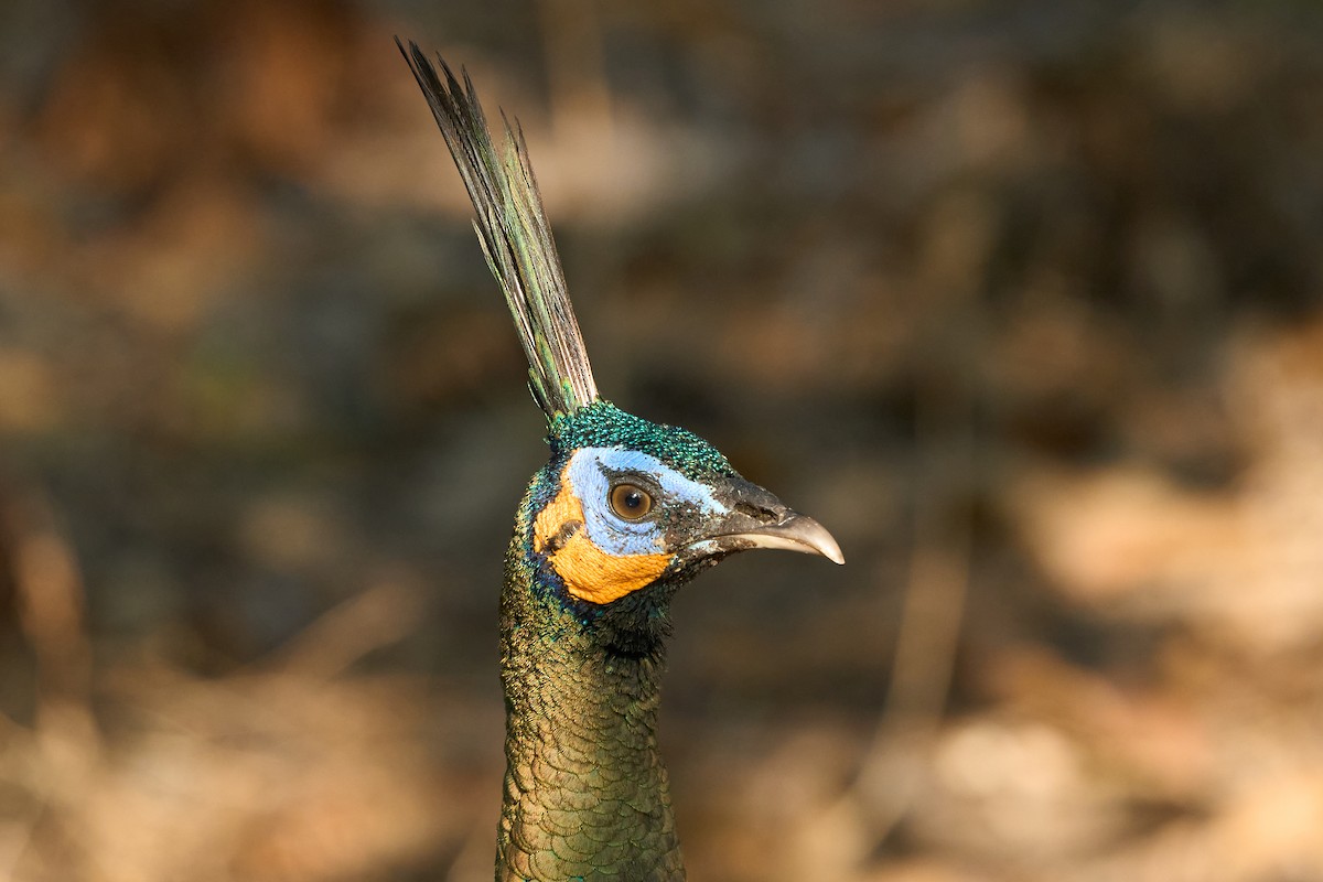 Pavo Real Cuelliverde - ML646219650