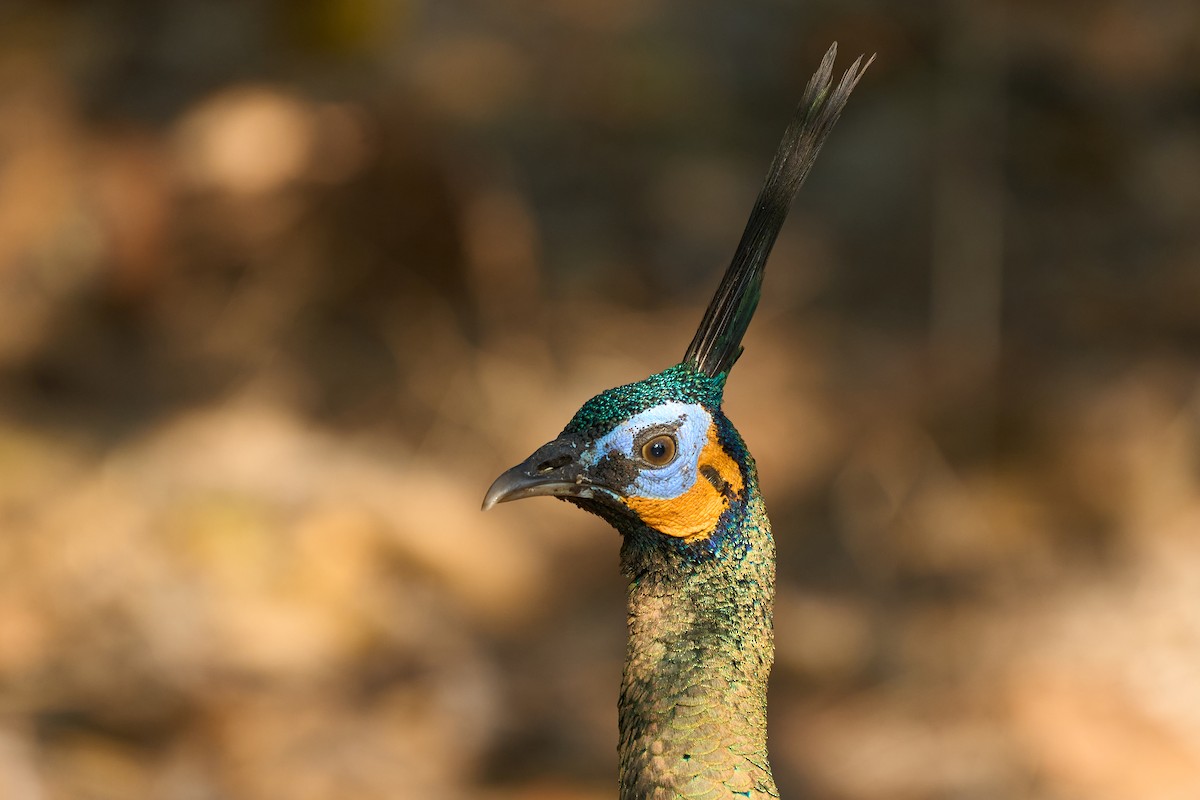 Pavo Real Cuelliverde - ML646219651