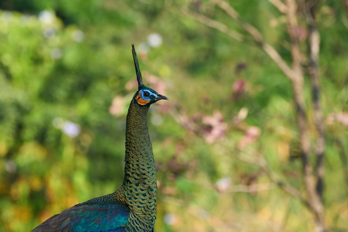 Pavo Real Cuelliverde - ML646219652