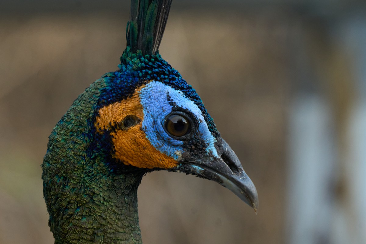 Pavo Real Cuelliverde - ML646219653