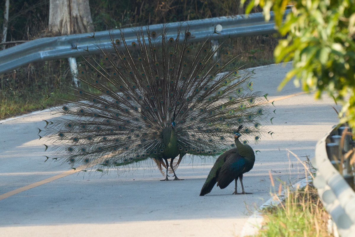 Pavo Real Cuelliverde - ML646219654