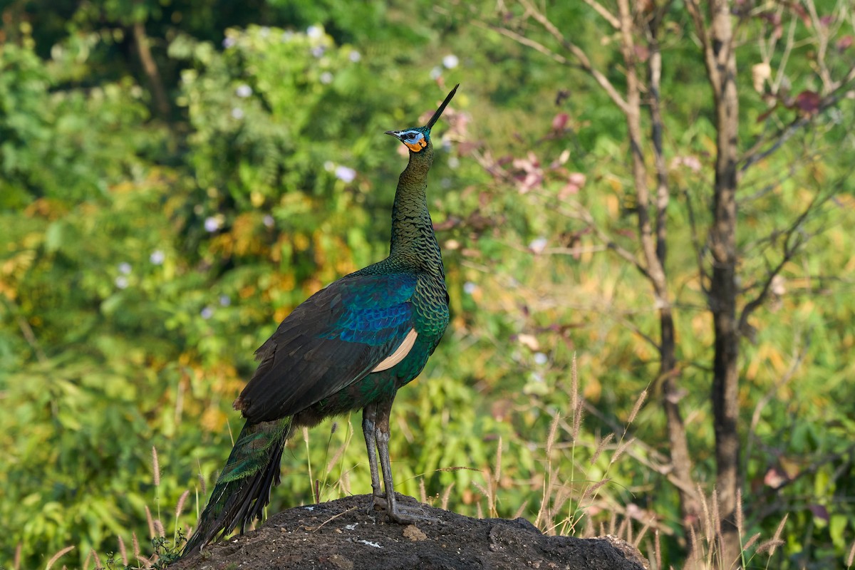 Pavo Real Cuelliverde - ML646219655