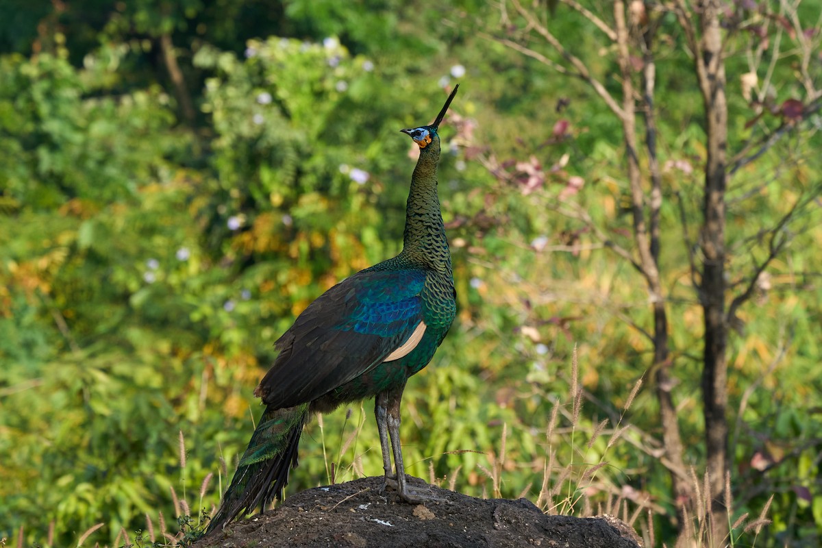 Pavo Real Cuelliverde - ML646219656
