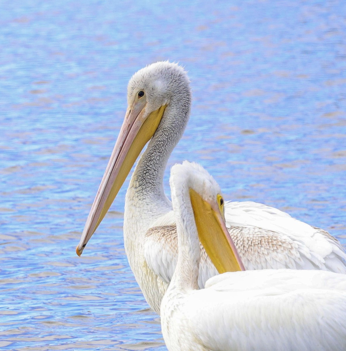 Amerika Pelikanı - ML646219658