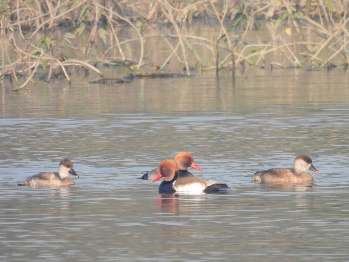 Red-crested Pochard - ML646219660