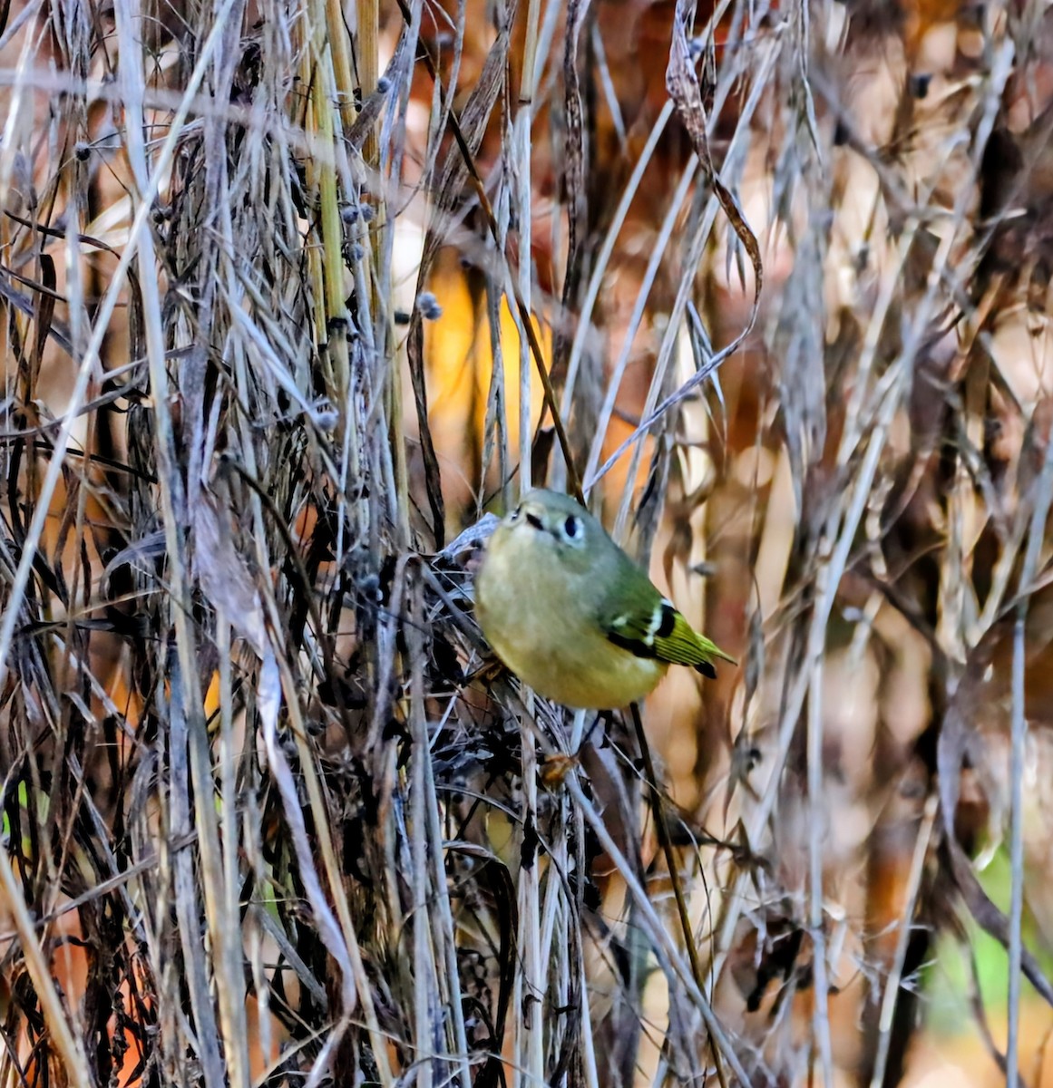 Ruby-crowned Kinglet - ML646219668