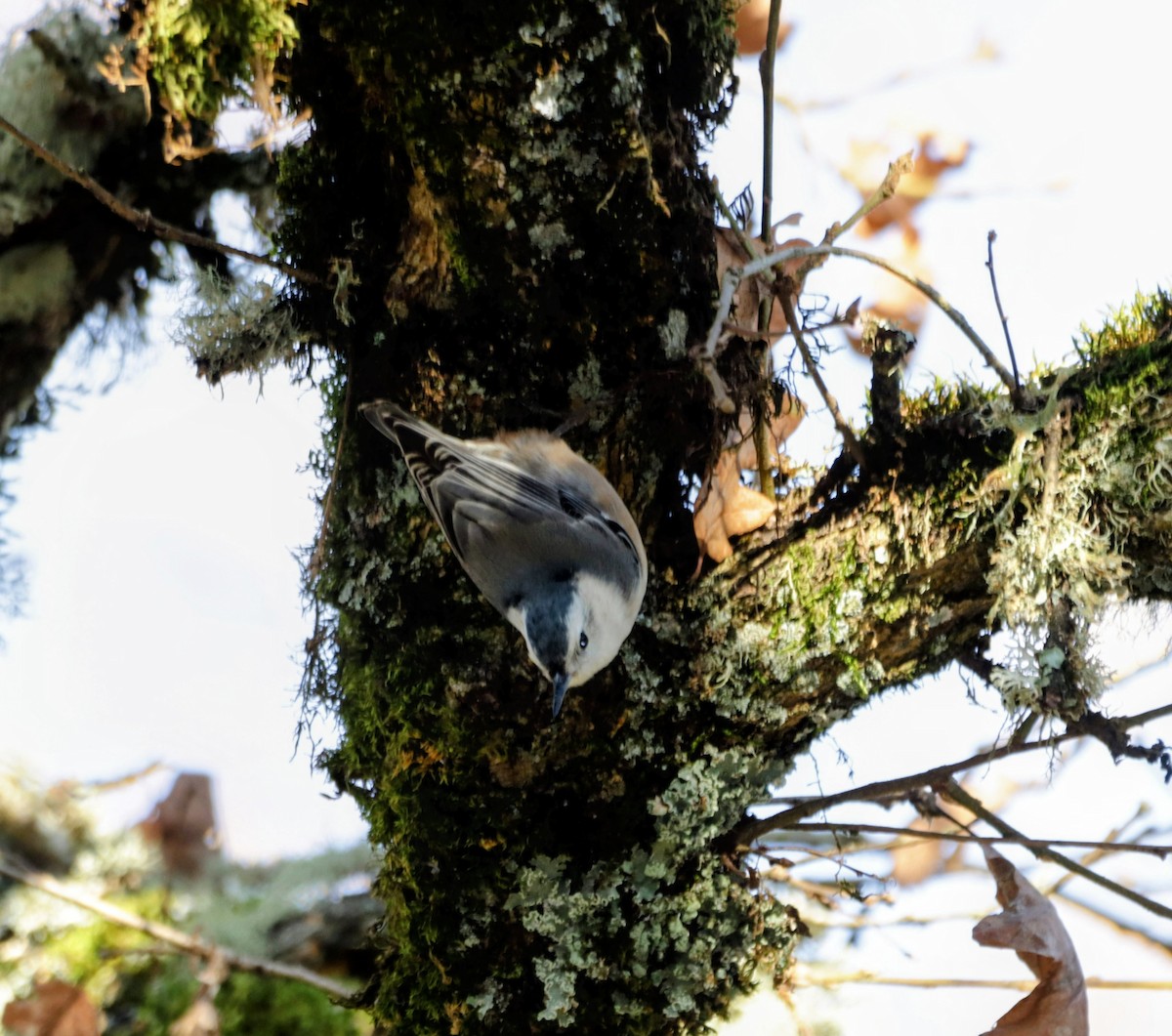 Sittelle à poitrine blanche - ML646219679